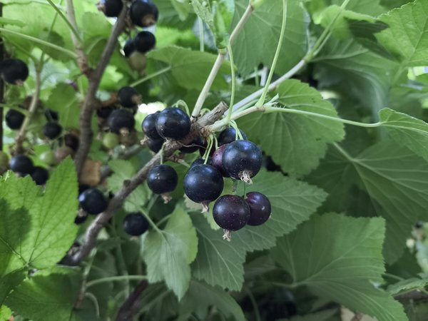What Are the Optimal Conditions for Growing Blueberries in UK Acidic Soil?