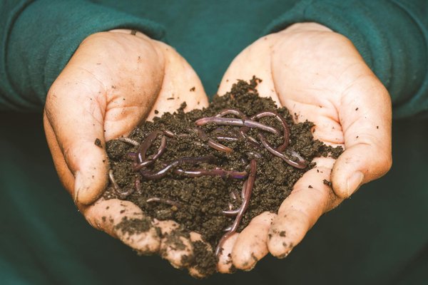 How to Set Up and Maintain a Worm Composting System in a UK Flat?