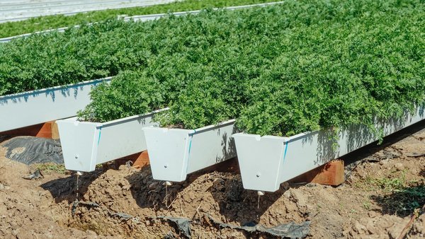 How to Design a Water-Efficient Drip Irrigation System for UK Vegetable Beds?